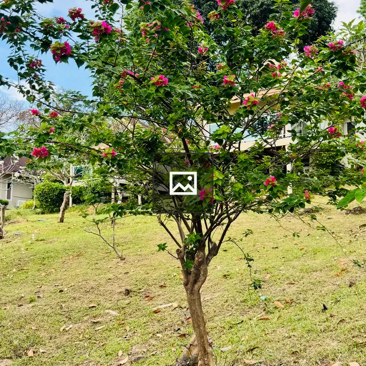 Small tree with bougainvillea