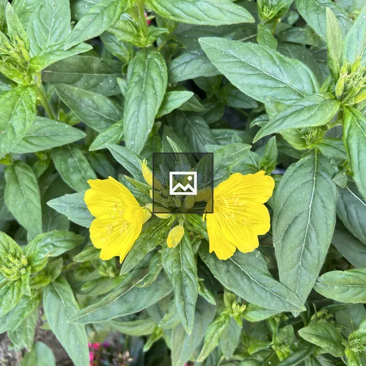 Yellow flowers amid green foliage