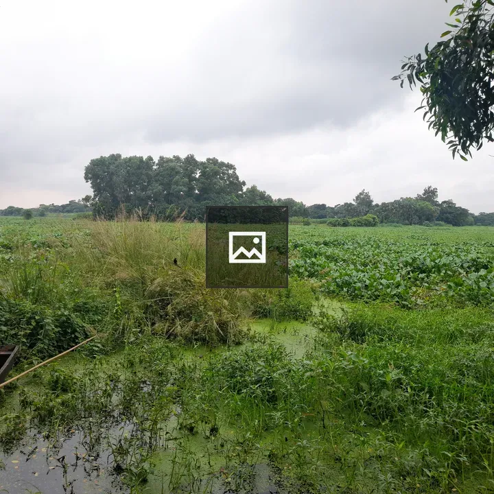Wooden boat in a swampy area
