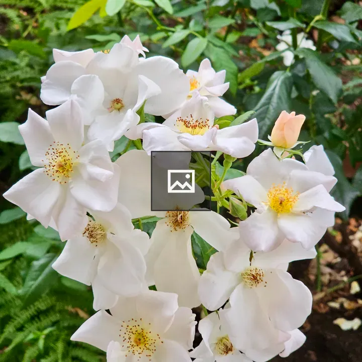 White roses with yellow centers