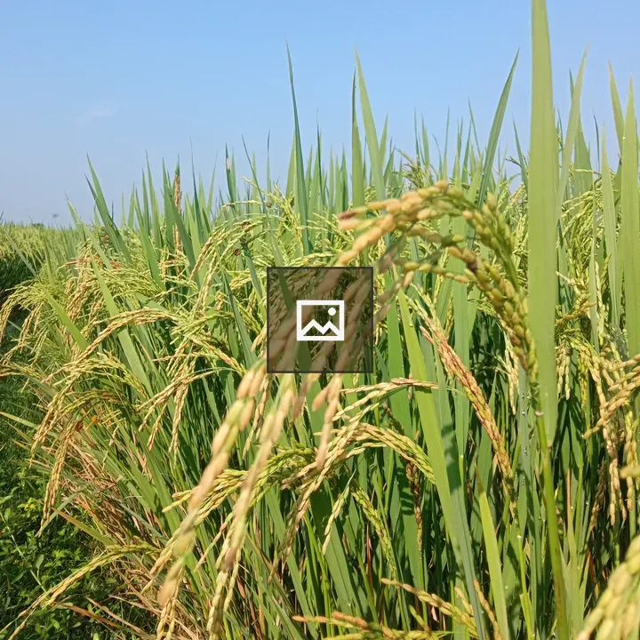 Paddy Plants Close-up
