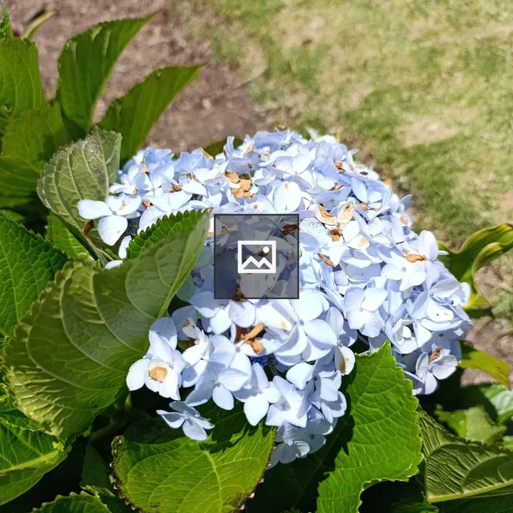 Hydrangea cluster in blue and green