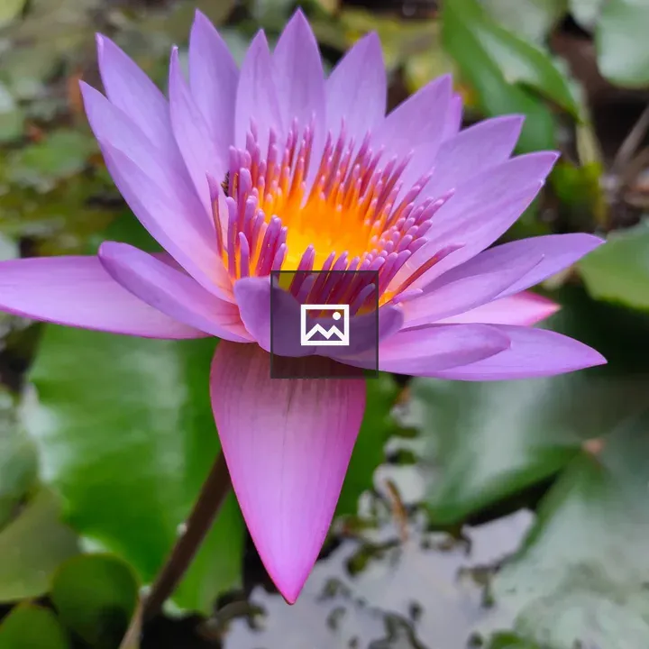 Purple lotus flower
