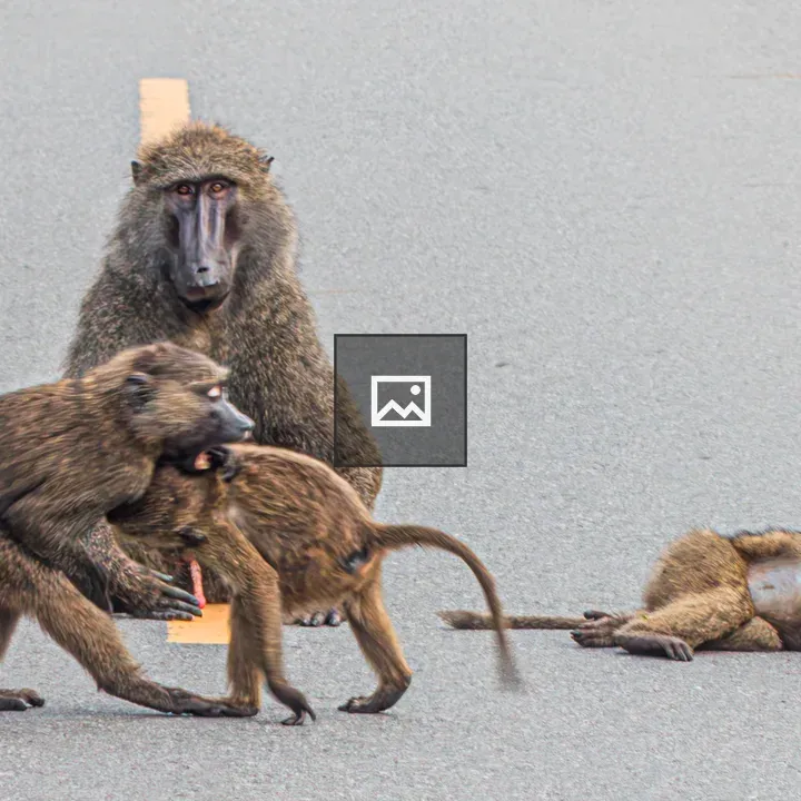 Group of olive baboons on road