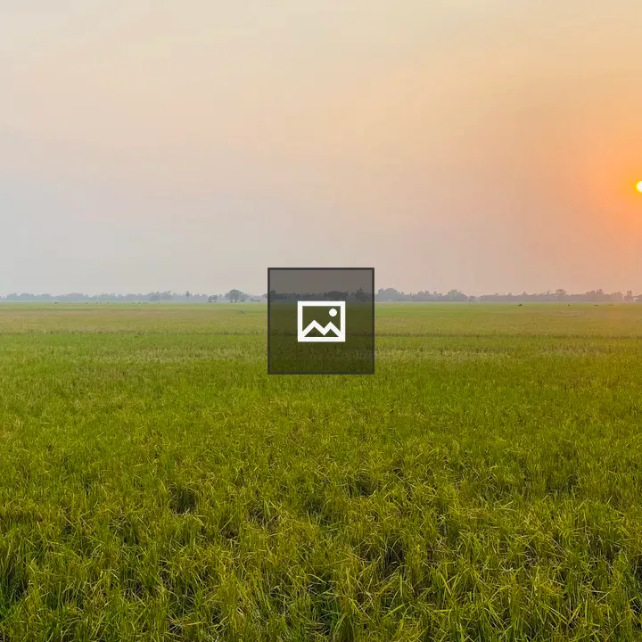 Rice field at sunset