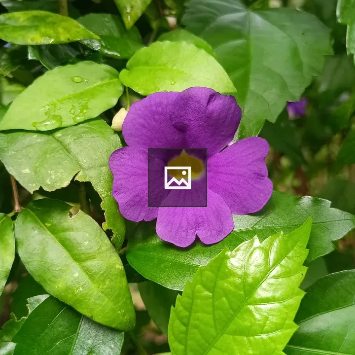Thunbergia erecta close-up