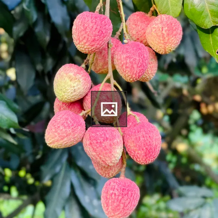 Lychee Cluster on Branch