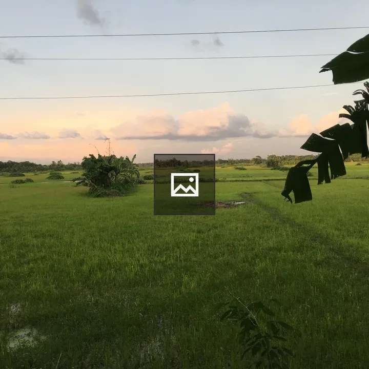 Green marshy land view