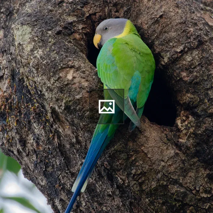 Plum Headed Parakeet Female