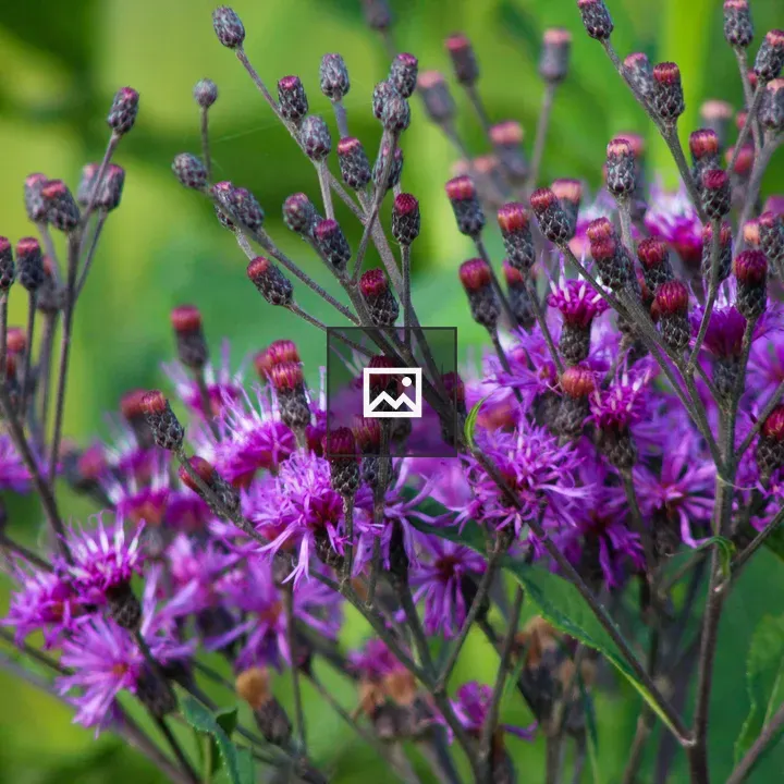 Purple flowers (heather)