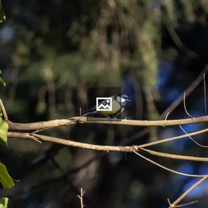 Great tit on a forest branch
