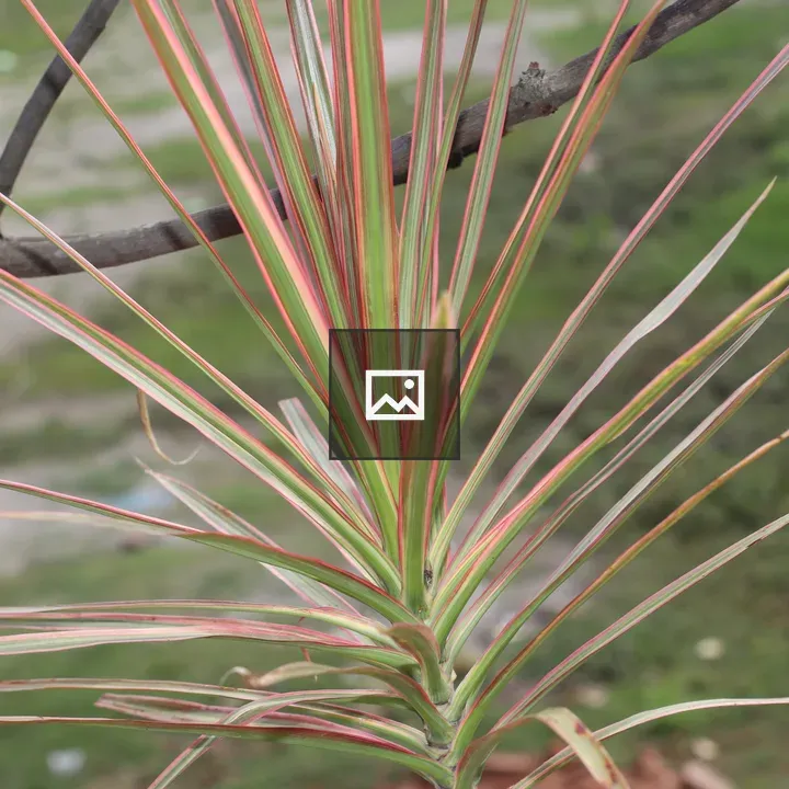 Close-up Plant with Green and Pink Stripes