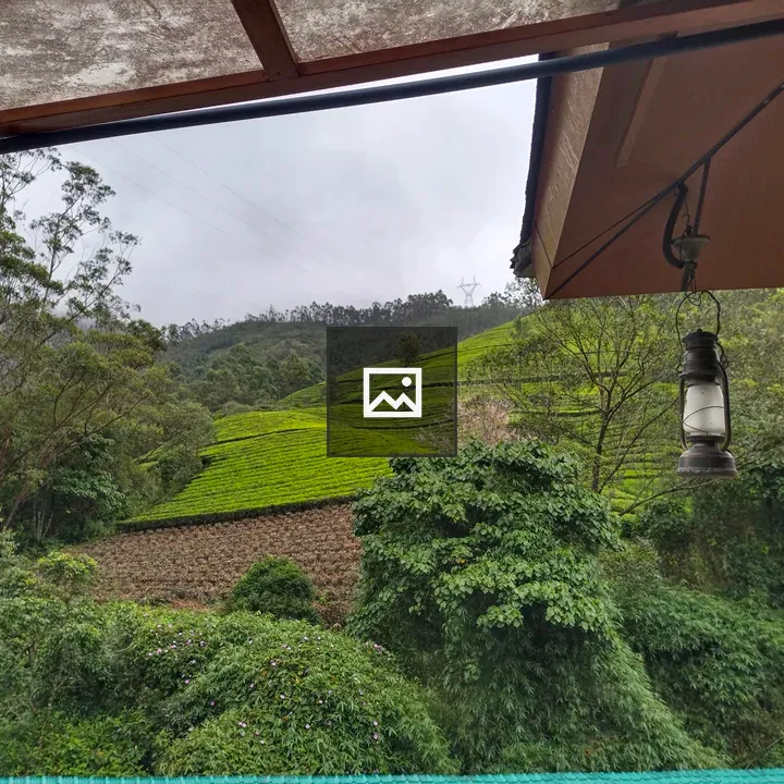 Tea estate in Kerala