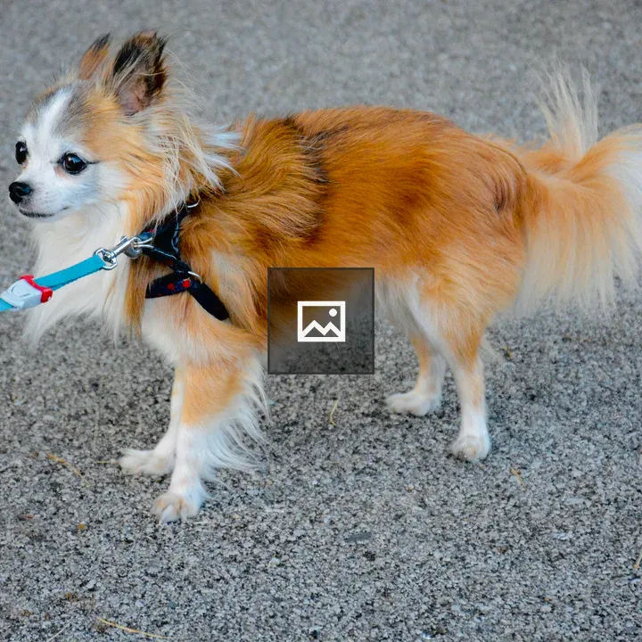 Chihuahua on Blue Leash