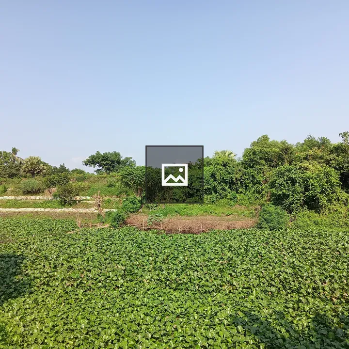 Lush Green Landscape with Water Plants
