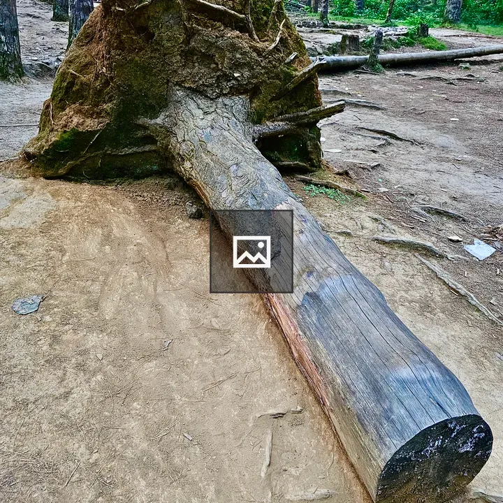 Fallen pine tree in forest