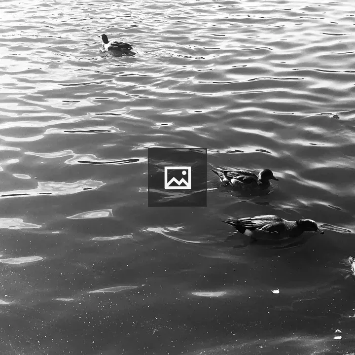 Ducks on rippling water