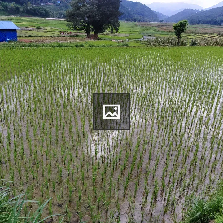 Rice field with blue backdrop