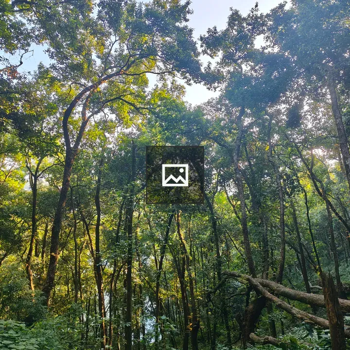 Forest with Sunlit Trees