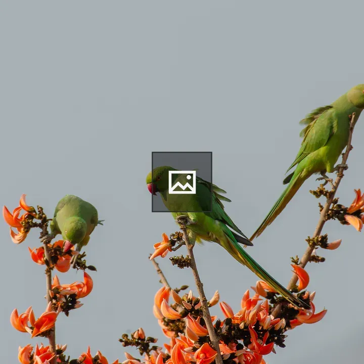 Three Rose-ringed Parakeets on Blooming Tree