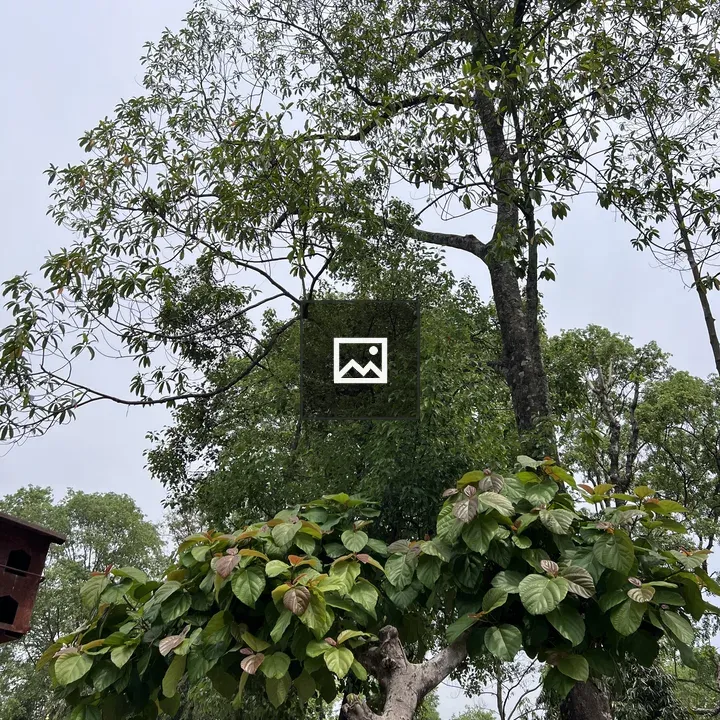 Distinctive Tree with Heart-shaped Leaves