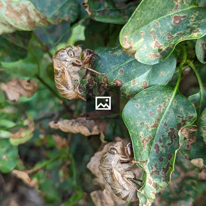 Two dried outer skin of bugs on leaves