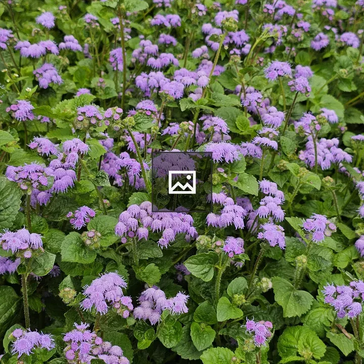 Ageratum field in bloom