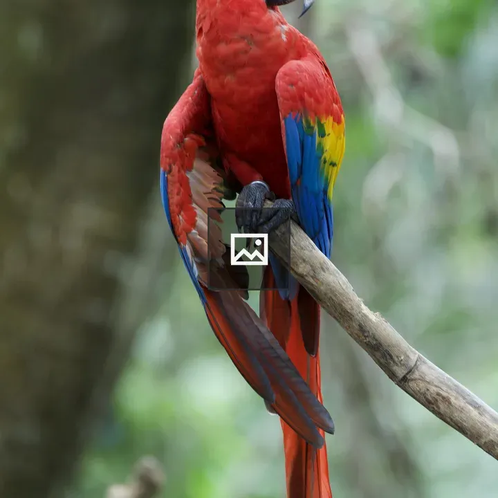 Red macaw on a branch