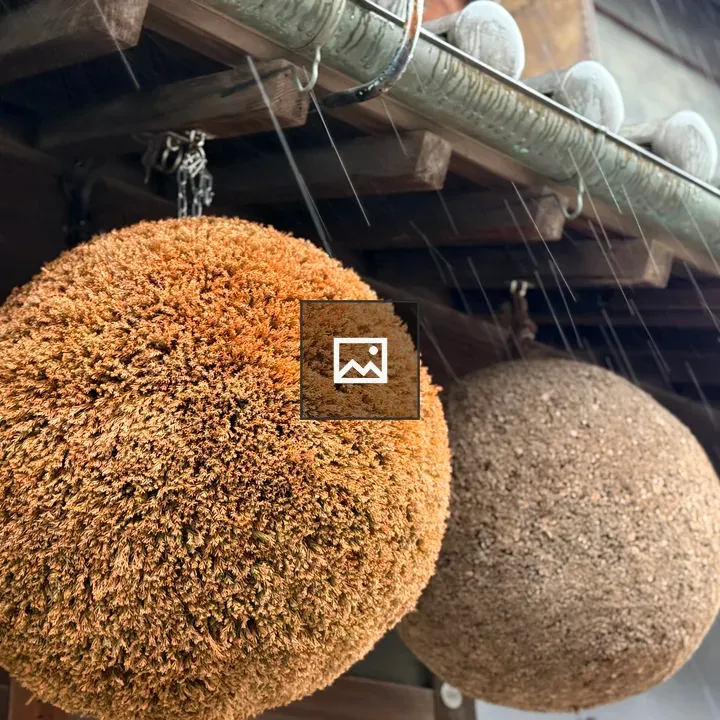 Sugidama cedar balls hanging