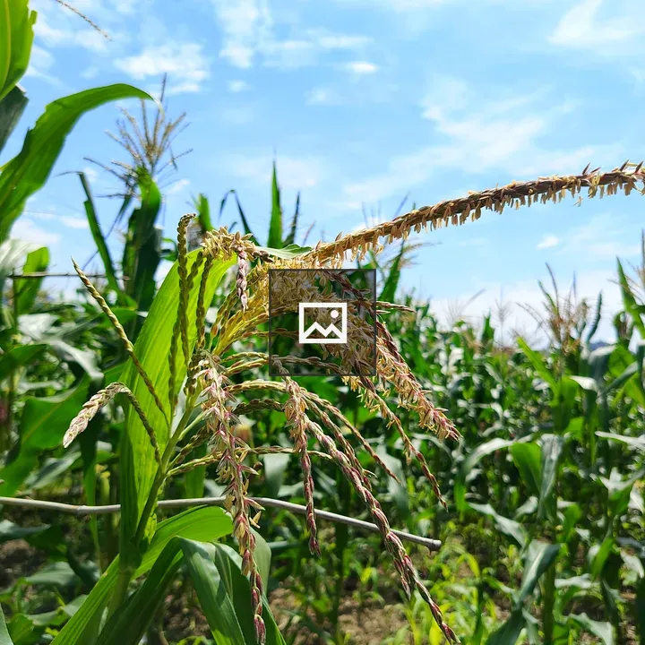 Flowering corn plant close-up
