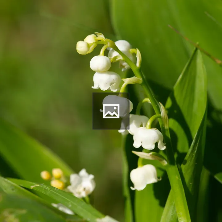 Lily of the valley inflorescence