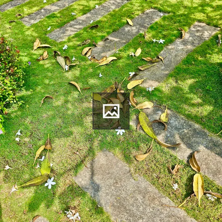 Fallen leaves and plumeria shadows