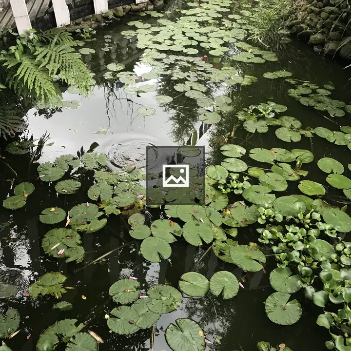 Pond with Lily Pads and Fence