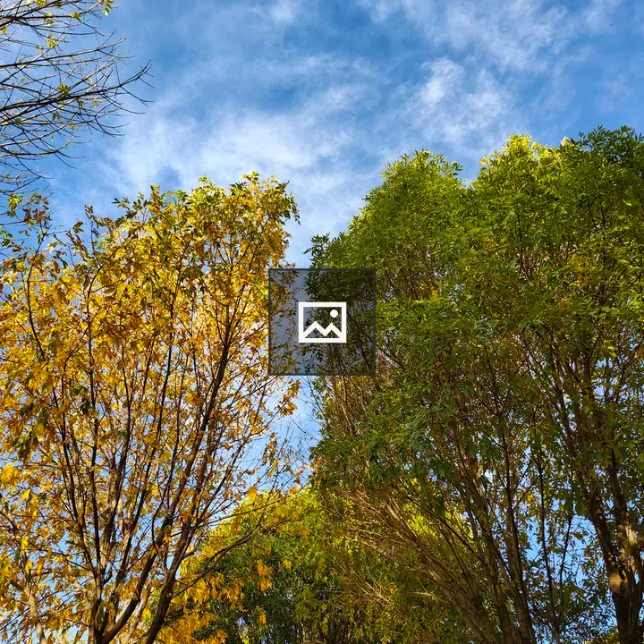 Trees in fall with blue sky