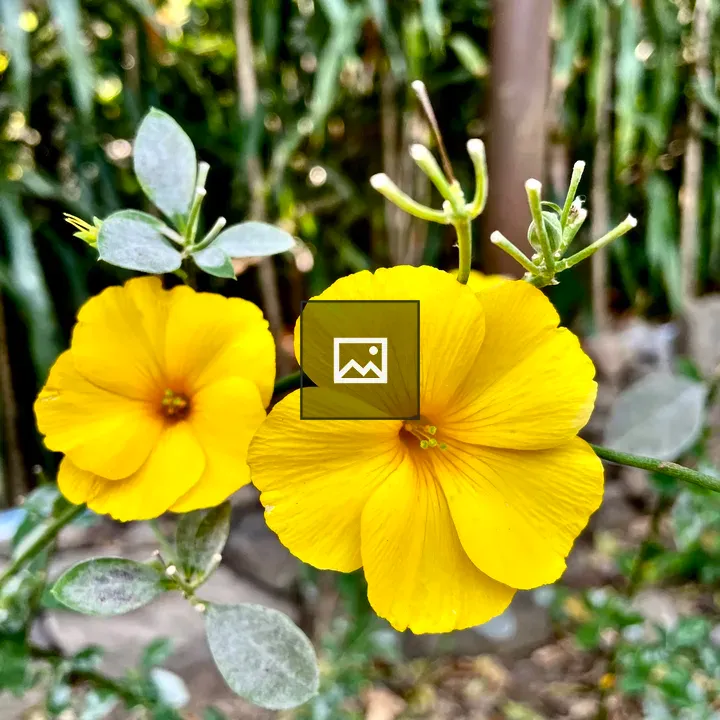 Golden flax flowers