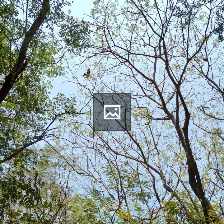 Tall trees and lone bird