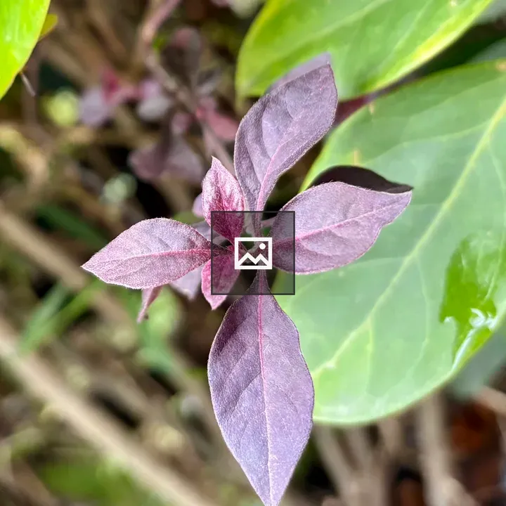 Close-up of Purple Leaves