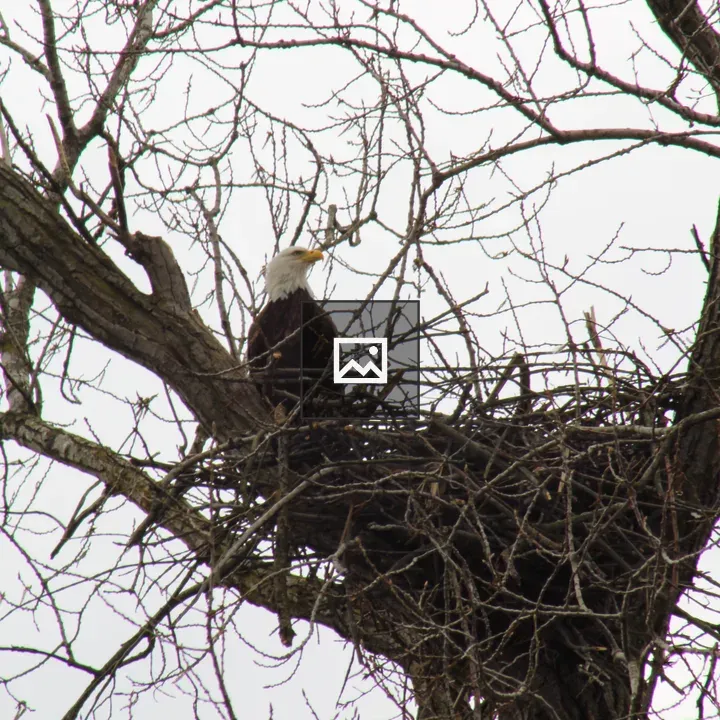 Bald eagle in a tree nest