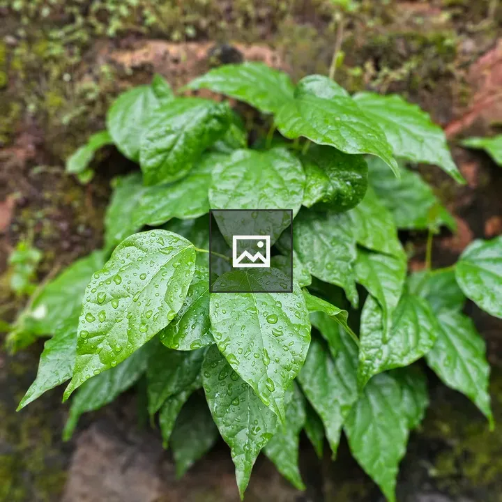 Bright green leaves with droplets