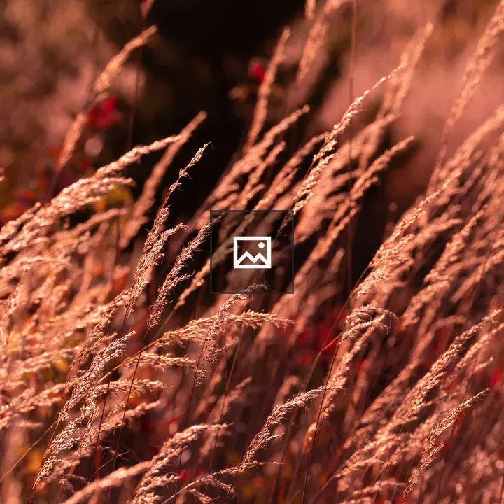Tall wild grass in autumn sun