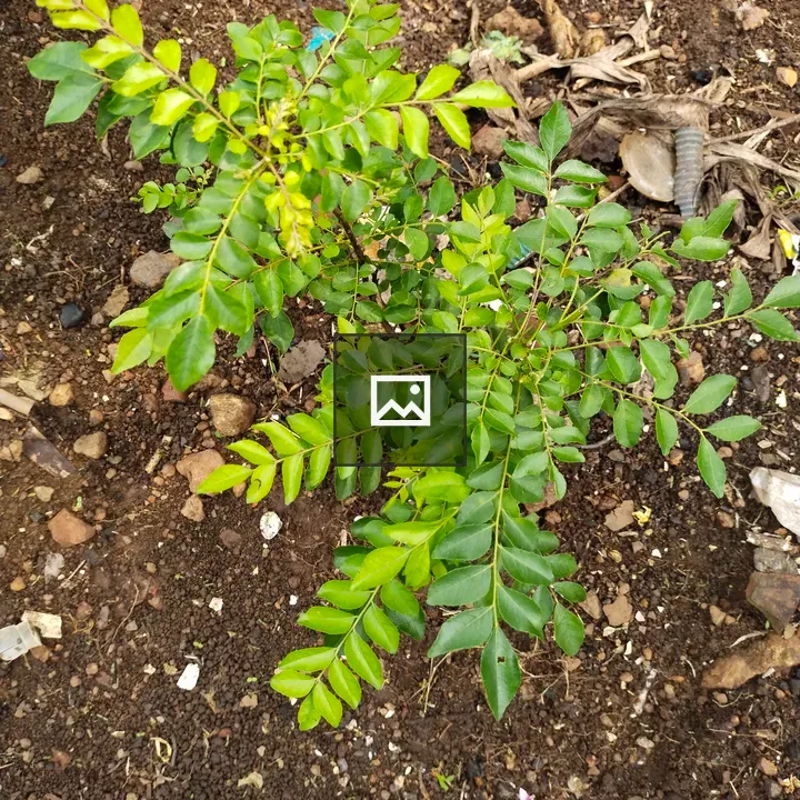 Plant among soil with green leaves