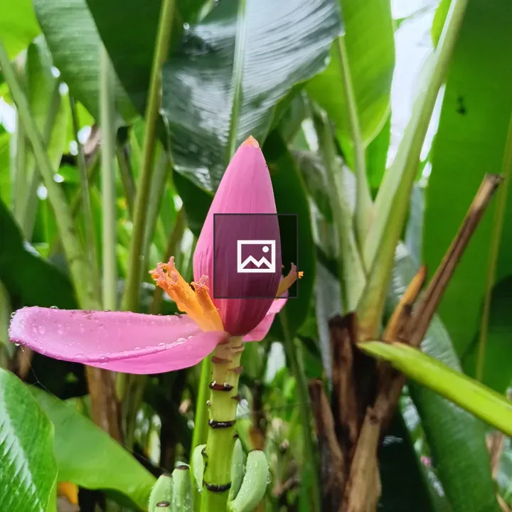 Pink Banana Tree Flower