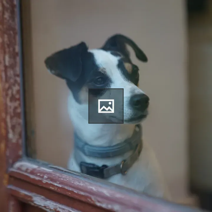 Dog Looking Out Window