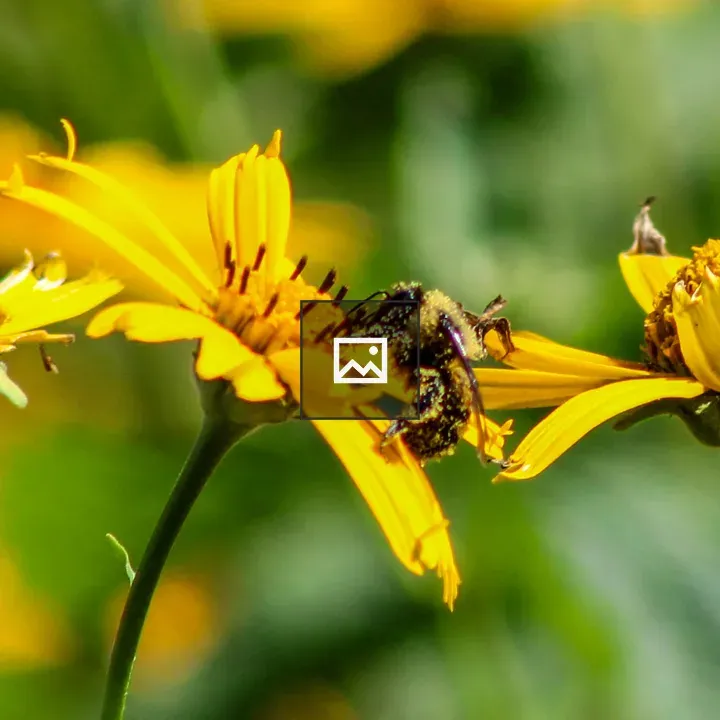 Pollen-covered bee on bright yellow flowers