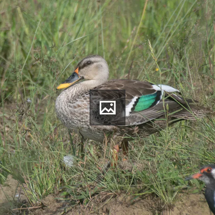Indian spot-billed duck on grass