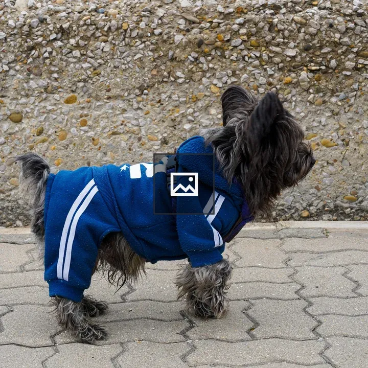 Small dog in blue hoodie