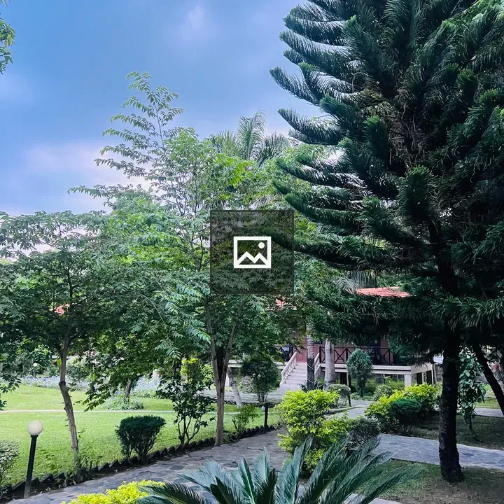 Garden with Pine Tree