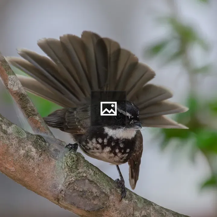 White-throated fantail bird