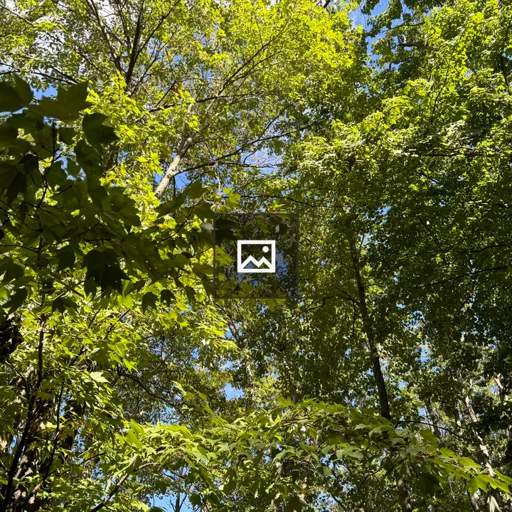 Blue Sky Through Leaves