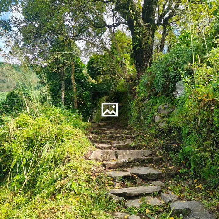 Stone Path Through Greenery